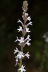 Carolina false vervain